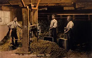 Oast: DRYING HOPS 1906