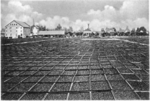 Prunes: Drying prunes in California, 1903