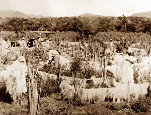 Sisal: Drying sisal, Jamaica