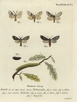 Crenata: Drymonia dodonaea moth