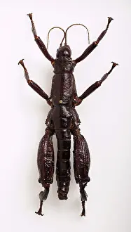 Phasmid: Dryococelus australis, Lord Howe stick insect