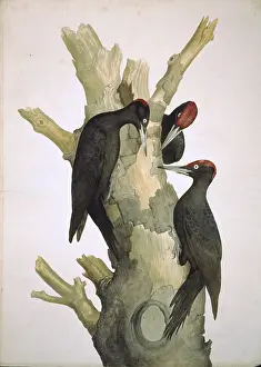 Stiff: Dryocopus martius, black woodpecker
