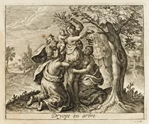 Angrily: Dryope into Tree