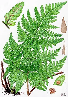 Scented: Dryopteris aemula