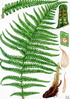 Dryopteris: Dryopteris borreri