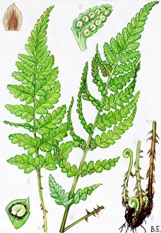 Cristata: Dryopteris cristata