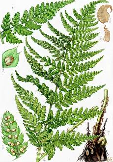 Cristata: Dryopteris lanceolata cristata