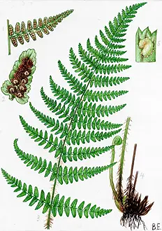 Dryopteris: Dryopteris villarsii