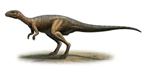 Iguanodont: Dryosaurus altus, prehistoric era dinosaur