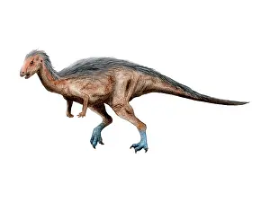 Iguanodont: Dryosaurus dinosaur