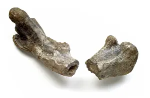 Tyrannosaur: Dryosaurus hollow bone structure