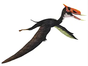 Dsungaripterus: Dsungaripterus flying reptile
