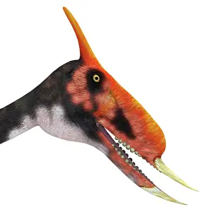 Dsungaripterus: Dsungaripterus portrait