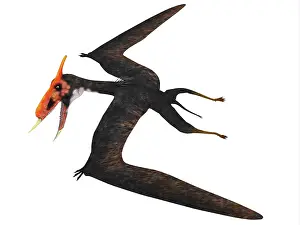 Dsungaripterus: Dsungaripterus, side profile
