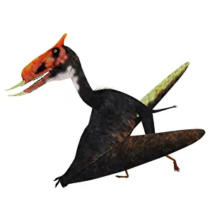 Dsungaripterus: Dsungaripterus pterosaur walking