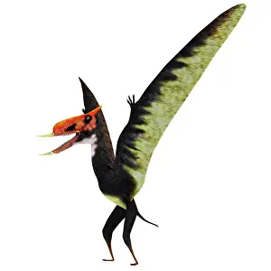 Dsungaripterus: Dsungaripterus pterosaur, white background