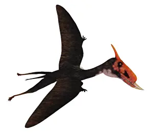 Dsungaripterus: Dsungaripterus with wings spread