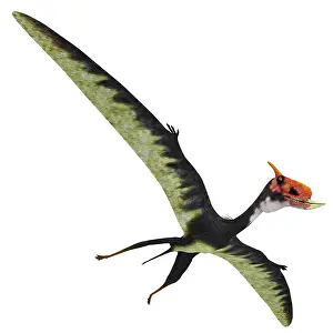 Dsungaripterus: Dsungaripterus with wings spread