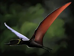 Dsungaripterus: Dsungaripterus with wings spread in flight