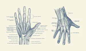 Longus: Dual-view diagram of the human hand, showcasing