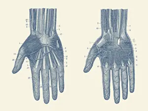 Longus: Dual view of the human hand, showcasing the muscles