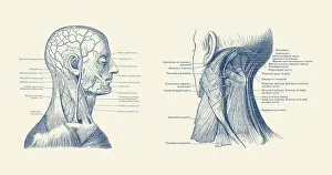 Showcasing: Dual view of the human head and neck, showcasing