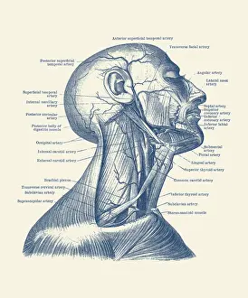 Showcasing: Dual view of the human head and neck, showcasing