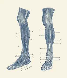 Longus: A dual view of the muscles and tendons in a human leg