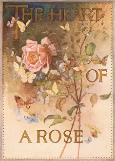 Dubarry: Dubarry The Heart Of A Rose Advertisement
