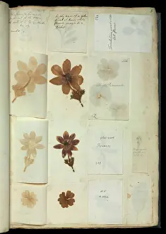 Sloane: Duchess of Beaufort's Hortus Siccus