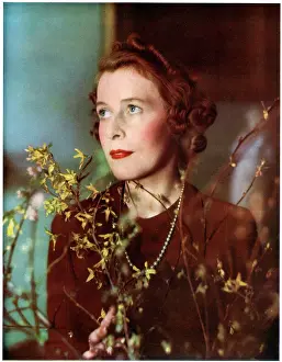 Forsythia: The Duchess of Richmond and Gordon