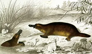 Webbed: Duck-Billed Platypus