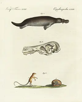 Duck Billed: Duck-billed platypus and meadow jumping mouse