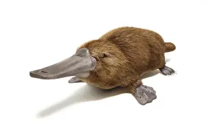 Close Up: Duck-billed platypus on white background