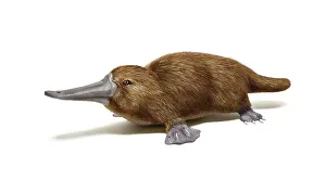 Duck Billed: Duck-billed platypus on white background