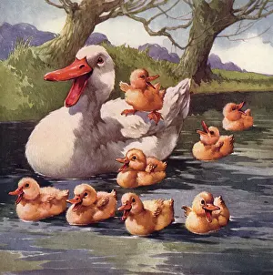 Ducklings: Duck and Chicks