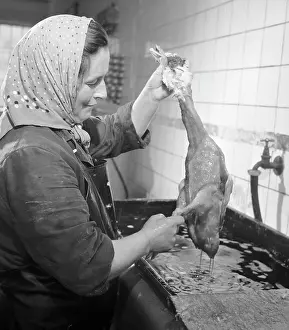 Plucking: Duck - cleaning - poultry