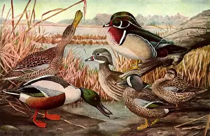 Teal: Duck Conference