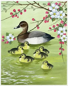 Pochard: Duck with six ducklings