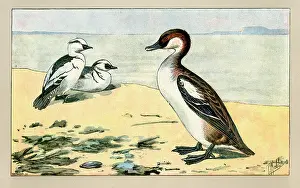 Chicks: Duck and two ducklings