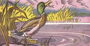 Writings: Duck Eats Fish