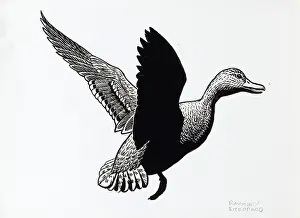 Sheppard: Duck in flight