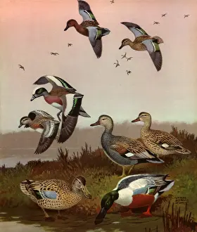 Bogue: Duck in Flight and Ground