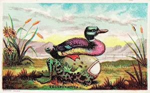 Incubation: Duck, frog and egg on a comic card