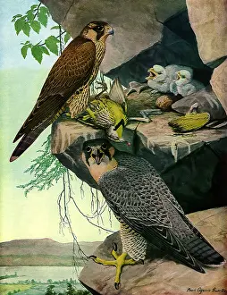 Cliffside: Duck Hawks and Young
