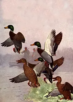 Illu: Duck Hunters
