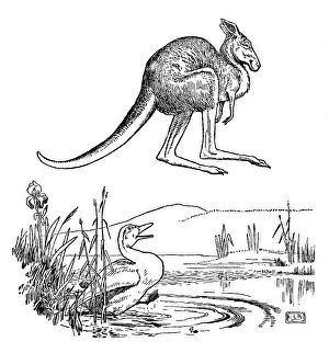 Duckpond: The Duck and the Kangaroo - Edward Lear
