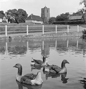 Sandon: Duck Pond