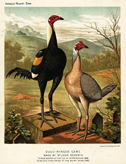 Cassell: Duck-winged game birds: Simon and Miss Etty