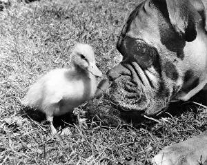Ducks: Duckling and Boxer dog